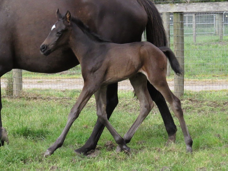 082 Perfect Day x Warhorse brbc 1-11 3d